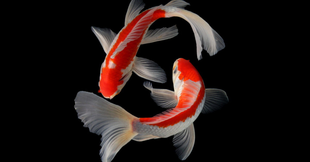 Image for the article: Koi en de overname door Palo Alto Networks: agentic endpoint security wordt een eigen categorie